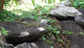 Villa Kyody photo 24